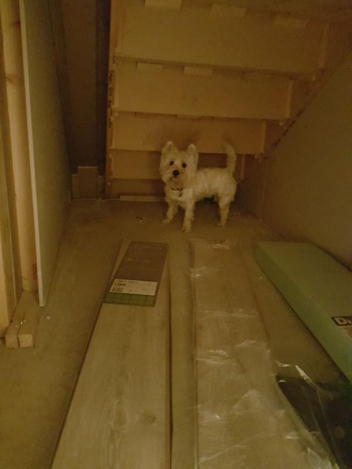 Casinha de cachorro construída embaixo das escadas (9)