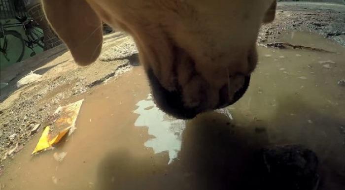 GoPro colocada em cachorro de rua (3)