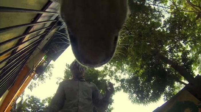 GoPro colocada em cachorro de rua (4)