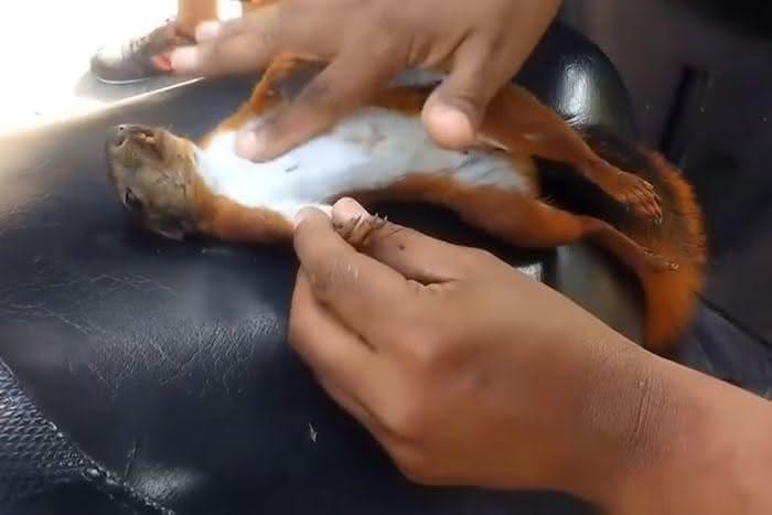 Ressuscitando esquilo (1)