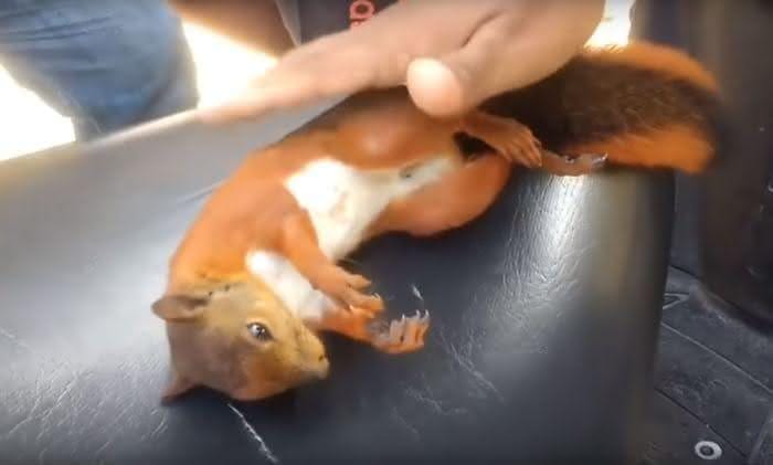 Ressuscitando esquilo (4)