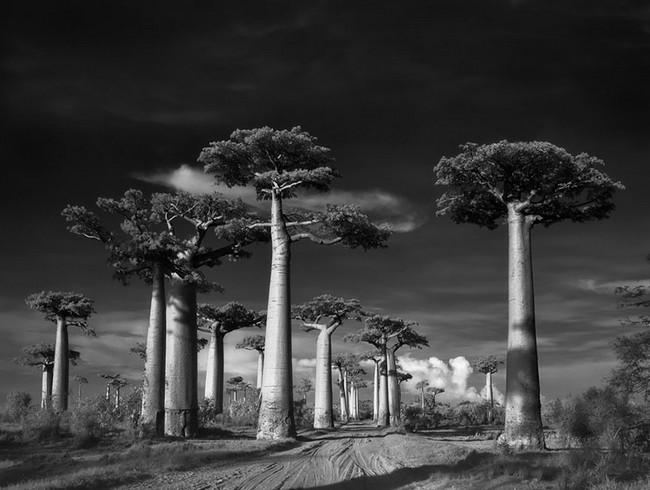 Árvores Ancestrais (1)