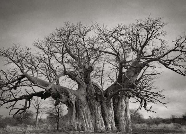 Árvores Ancestrais (3)