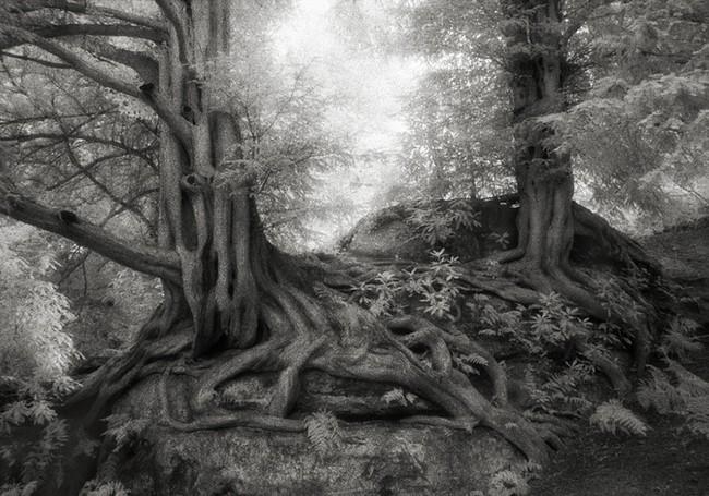 Árvores Ancestrais (7)