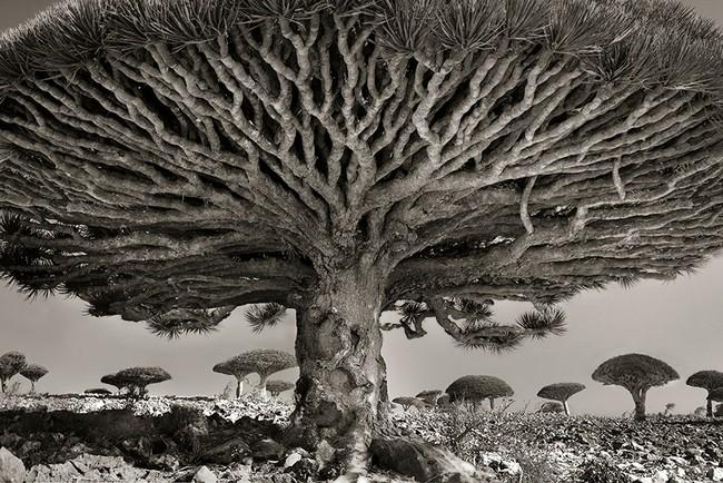Árvores Ancestrais (8)