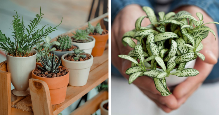 10 Plantas De Casa Que São Boas Para Sua Saúde E Fáceis De Cuidar 9403