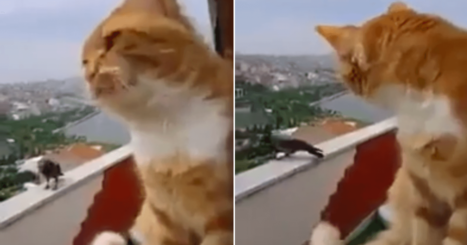 VÍDEO: Gato discute com corvo em varanda e internet se apaixona por conversa