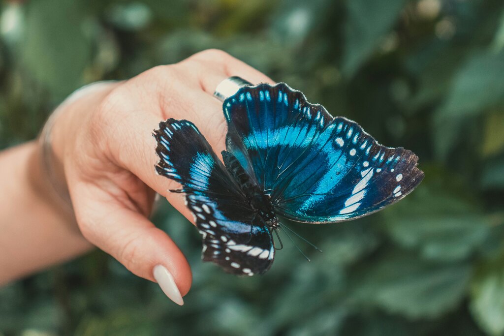 significado-espiritual-da-borboleta-azul